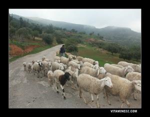 تربية الماشية ببلدية زلبون (ولاية تلمسان)