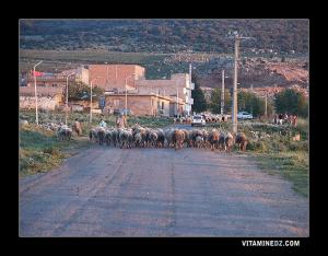 تربية الماشية بمنطقة تيرني (ولاية تلمسان)