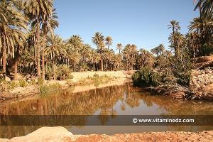 Palmeraie de Moghrar Foukania