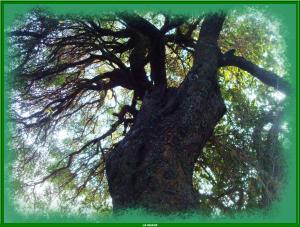 Lentisque centenaire