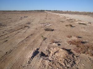 حتى الشجرة...