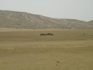 Nomades dans le Sersou