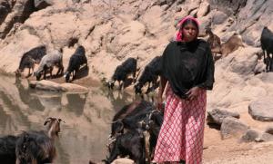 تربية الماشية عند التوارڨ