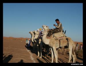 سباق الإبل بمنطقة بني عباس يوم المولد النبوي الشريف (2007)