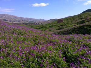 ربيع الولجة