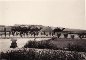 Troupeau de dromadaires dans Chéria - il y a 50 ans