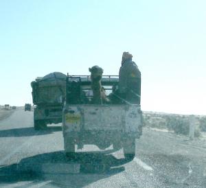 Dromadaire en ballade