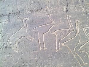 gravures rupestre de Taghit - w.Béchar