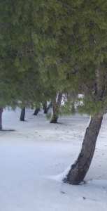 غابة معمورة تحت الثلوج