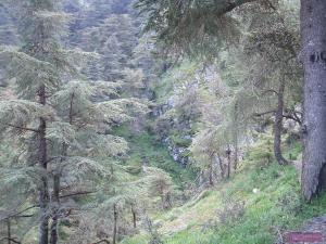 الألوان الطبيعية للأطلس البليدي