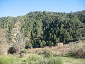 منظر خلاب لغابة دراع قبيلة