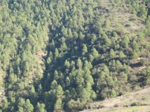 منظر خلاب لغابة دراع قبيلة