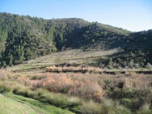 منظر خلاب لغابة دراع قبيلة