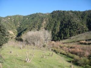 منظر خلاب من غابة دراع قبيلة