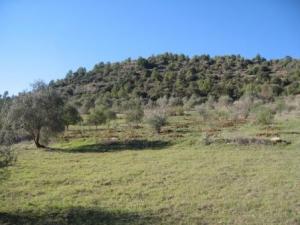 منظر خلاب من غابة دراع قبيلة
