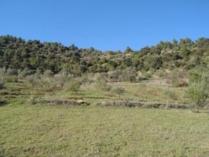 منظر خلاب من غابة دراع قبيلة