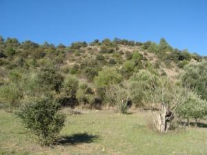 منظر خلاب من غابة دراع قبيلة