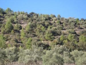 أشجار غابة دراع قبيلة