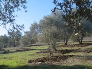 أشجار غابة دراع قبيلة