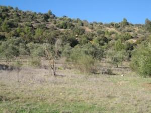 أشجار غابة دراع قبيلة