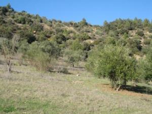 أشجار غابة دراع قبيلة