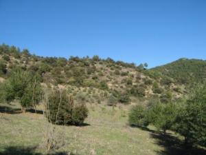 أشجار غابة دراع قبيلة