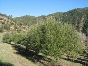 أشجار غابة دراع قبيلة