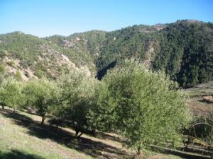 أشجار غابة دراع قبيلة