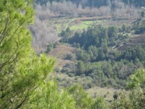 منظر جميل من غابة دراع قبيلة