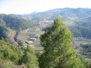 منظر لغابة دراع قبيلة