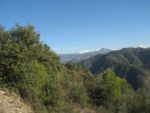 منظر لغابة دراع قبيلة