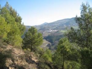 منظر لغابة دراع قبيلة