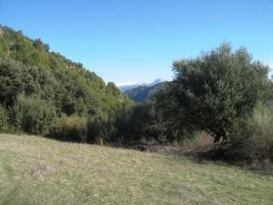 أشجار غابة دراع قبيلة