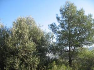 أشجار غابة دراع قبيلة