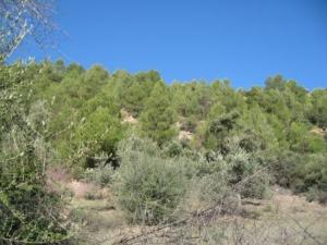 أشجار غابة دراع قبيلة