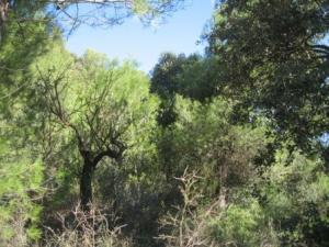 أشجار غابة دراع قبيلة