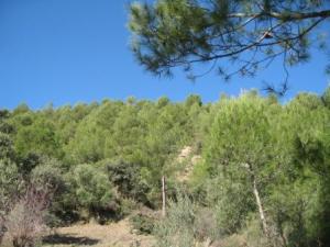 أشجار غابة دراع قبيلة