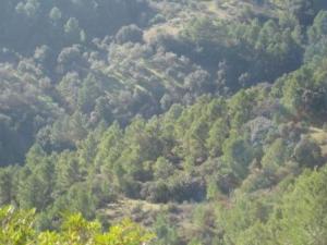 أشجار غابة دراع قبيلة