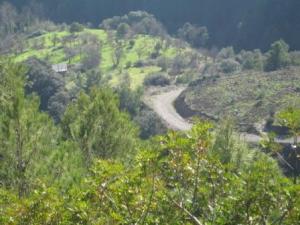 أشجار غابة دراع قبيلة