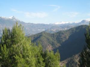 أشجار غابة دراع قبيلة