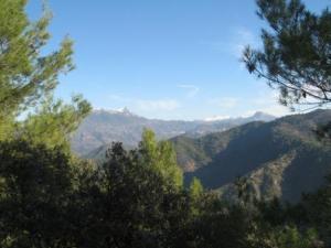 منظر طبيعي لغابة دراع قبيلة