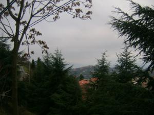 صورة من غابة أورير و تيليليت