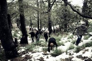 نموذج من غابات الصنوبر التي تحتضنها الجزائر