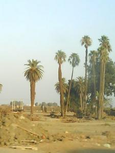 La hauteur des palmiers à Adrar