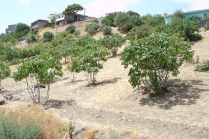 حقل من أشجار التين بضواحي أدرار