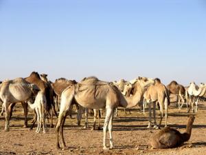 Souk des Méharis (Wilaya d'Adrar)