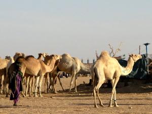 سوق الإبل بولاية أدرار