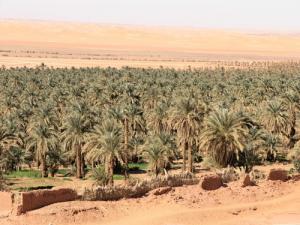 Palmeraie de Timimoun (Wilaya d'Adrar)