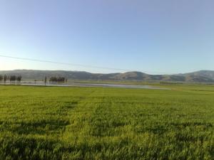 Plaine 'El Yesria' Bir-Safsaf Oued Fodda (Wilaya de Chlef)