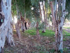 Une Forêt dans la périphérie de la ville de Chlef